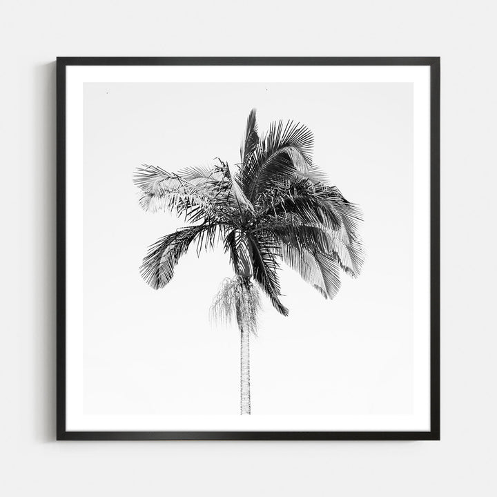 Palm Tree