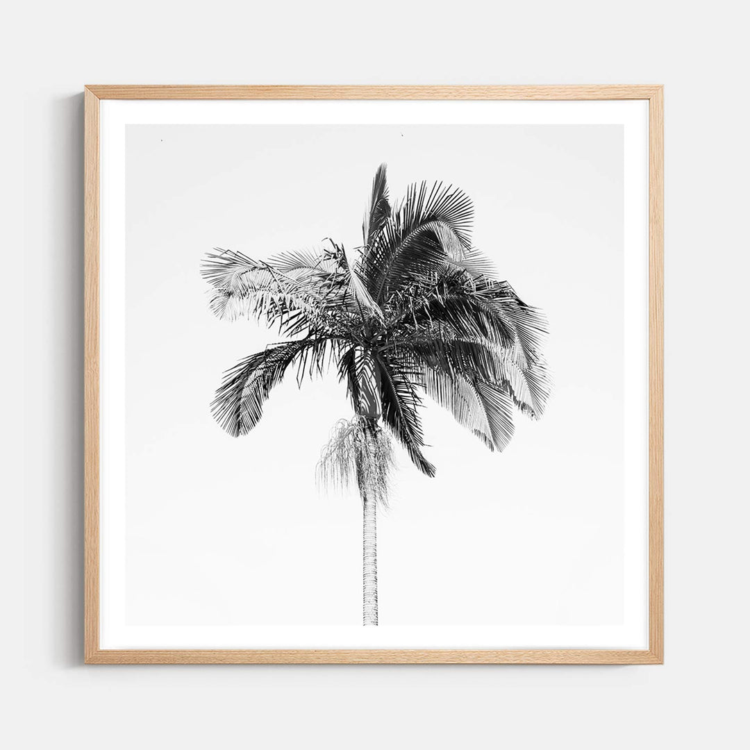 Palm Tree