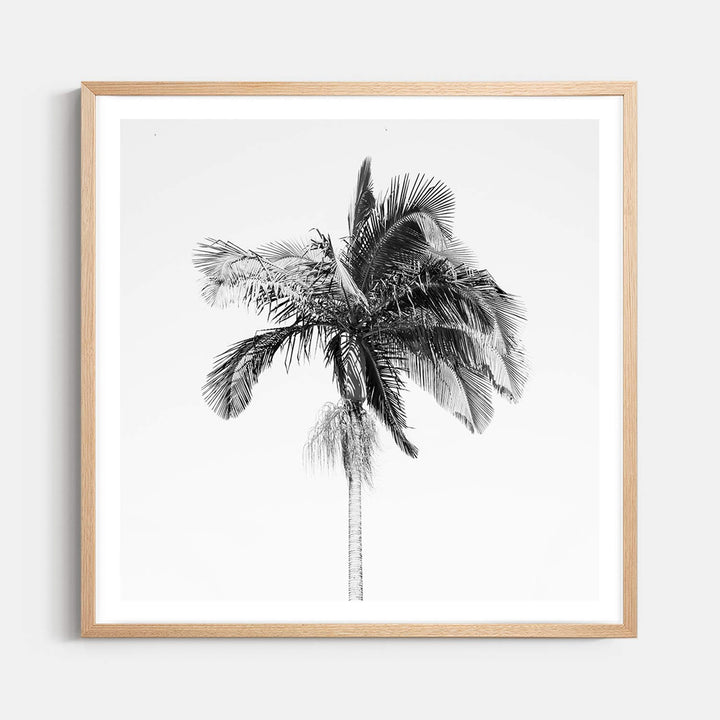 Palm Tree