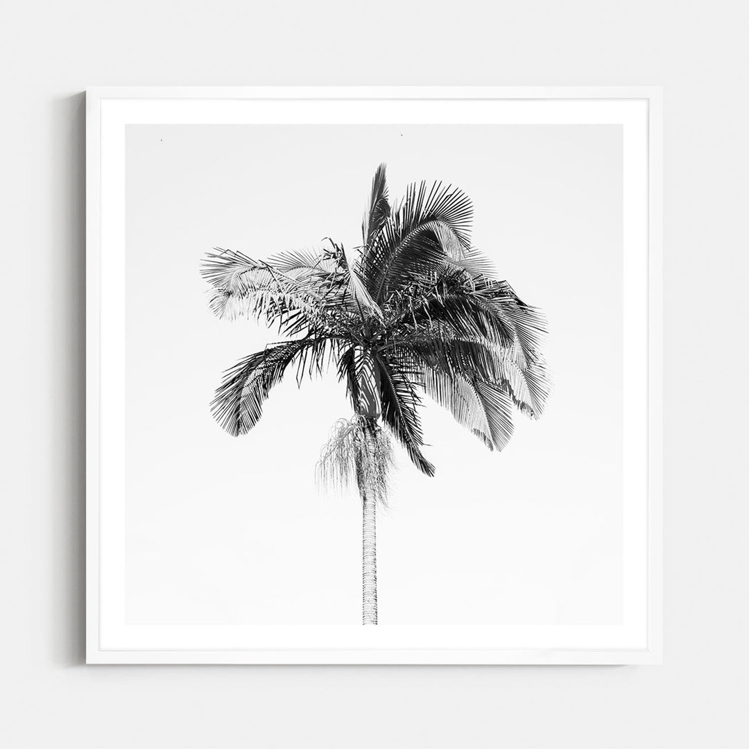 Palm Tree