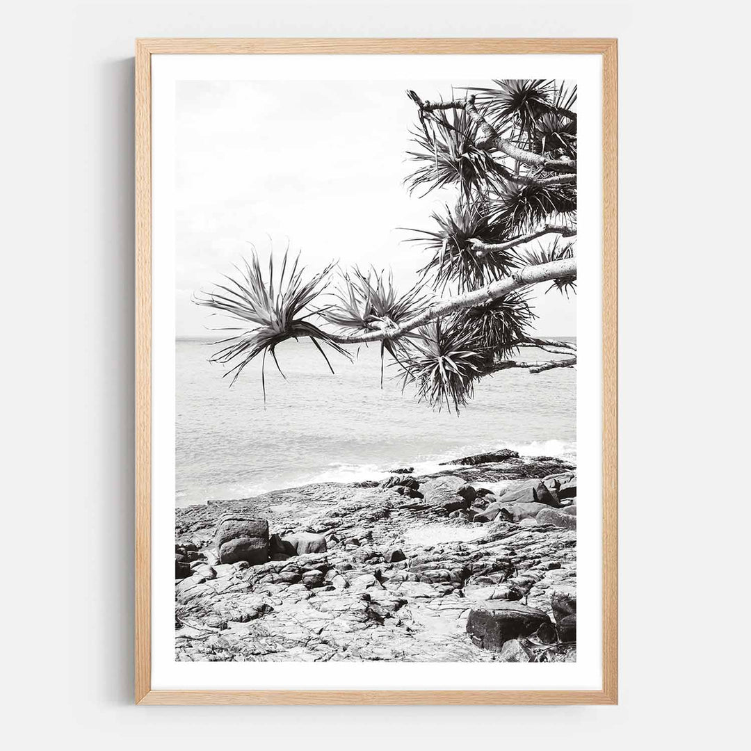 Pandanus II