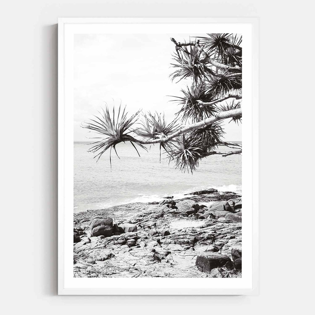 Pandanus II