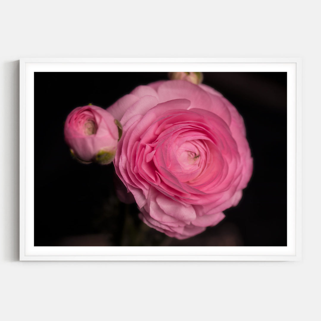 Pink Flower 5
