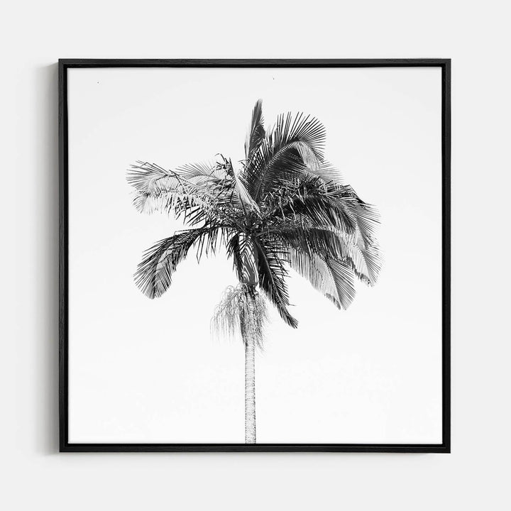 Palm Tree