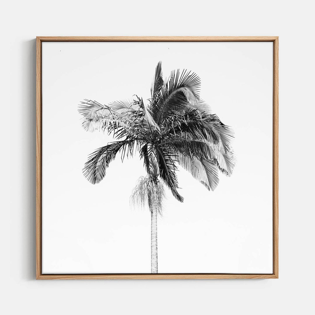 Palm Tree