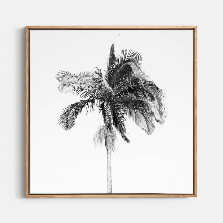 Palm Tree