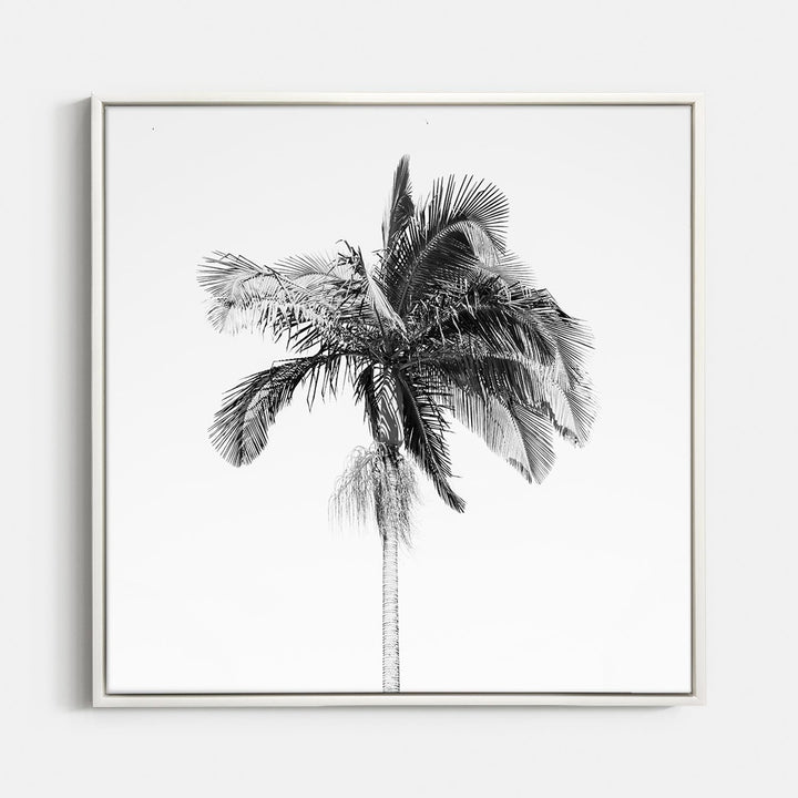 Palm Tree