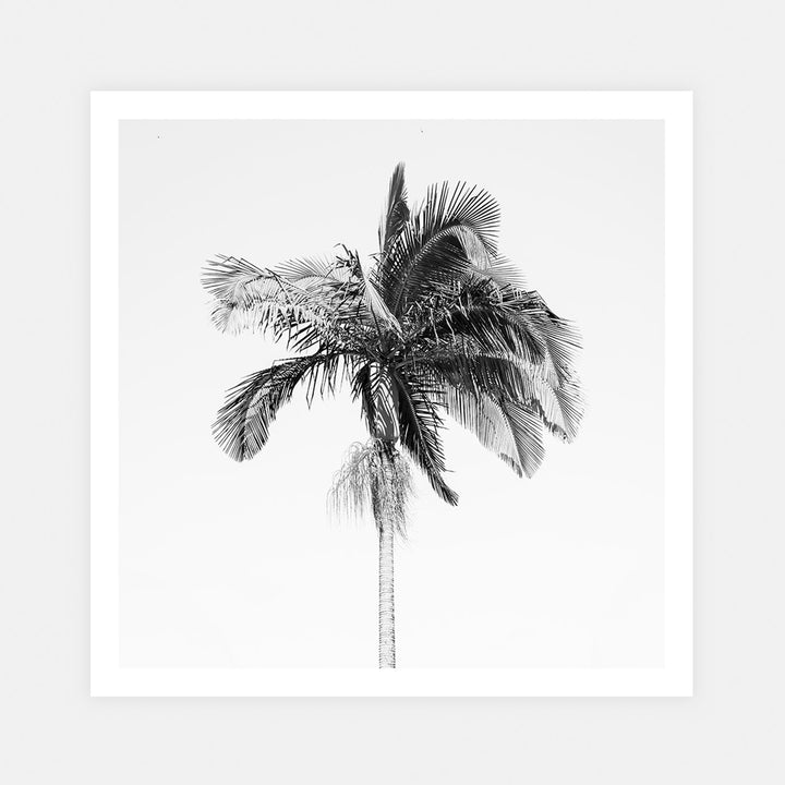 Palm Tree