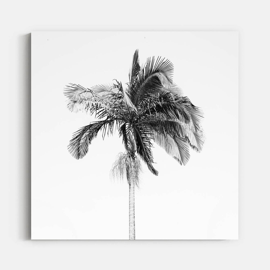 Palm Tree