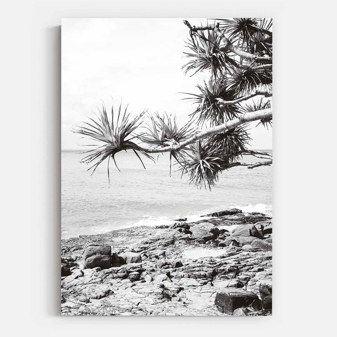 Pandanus II
