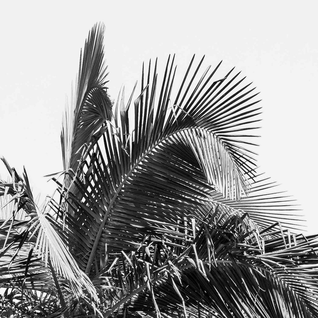 Palm Tree
