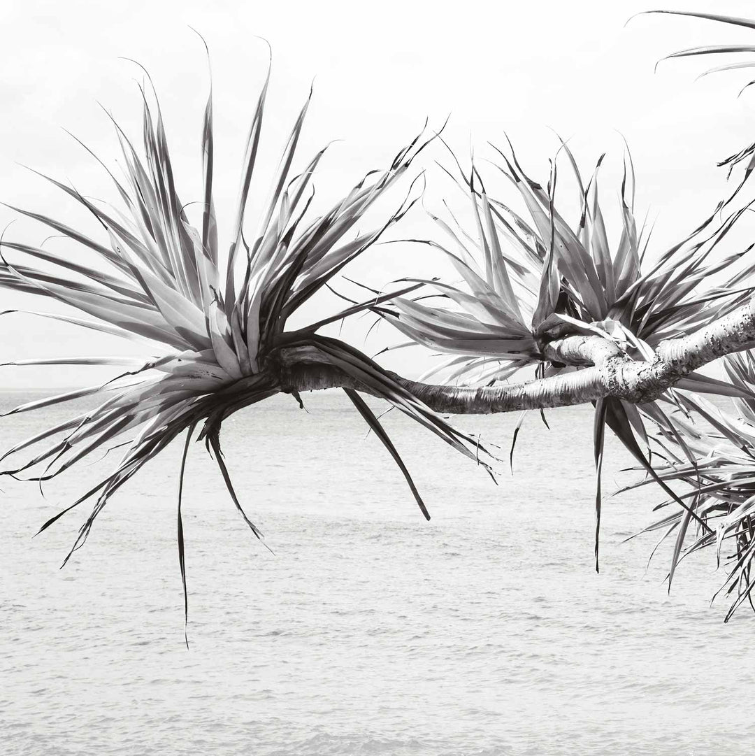 Pandanus II