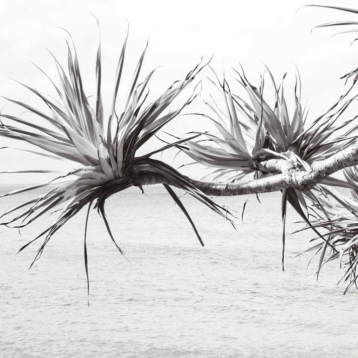 Pandanus II